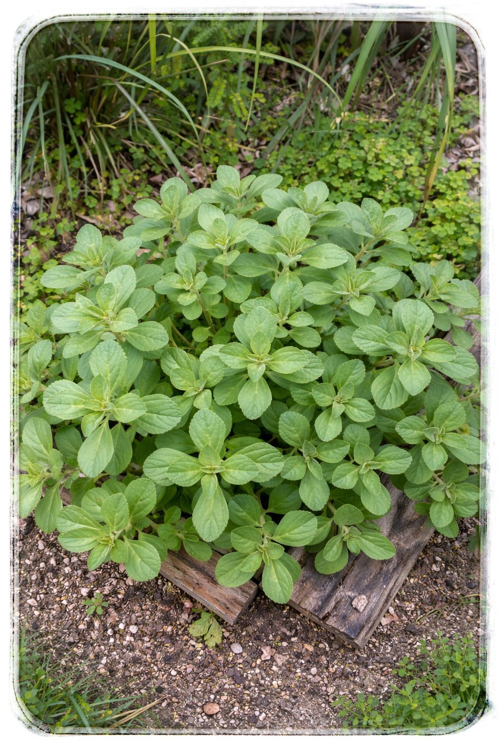 Welcome to The Crafty Couple – ” Nature Life”